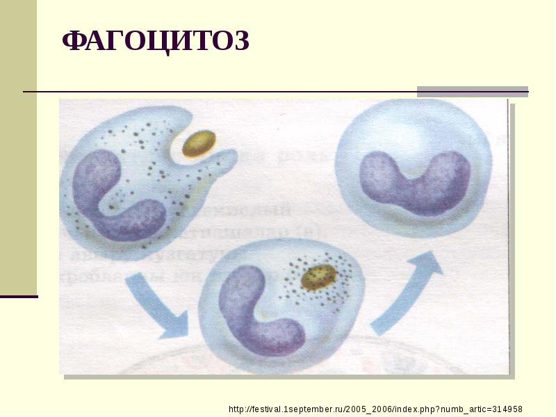 Фагоцитоз микробиология презентация
