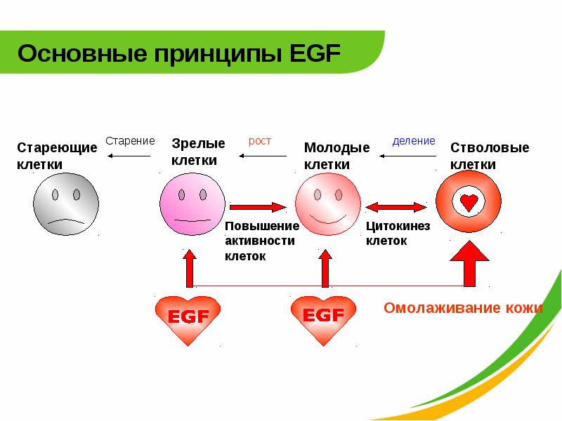 Активный фактор. Эпидермальный фактор роста. Эпидермлаьные факторы РО та. Факторы регенерации. Эпидермального фактора роста.