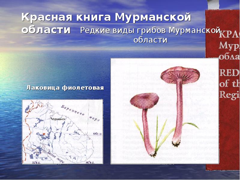 Презентация красная книга мурманской области животные и растения