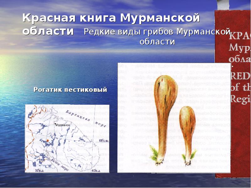 Презентация красная книга мурманской области животные и растения