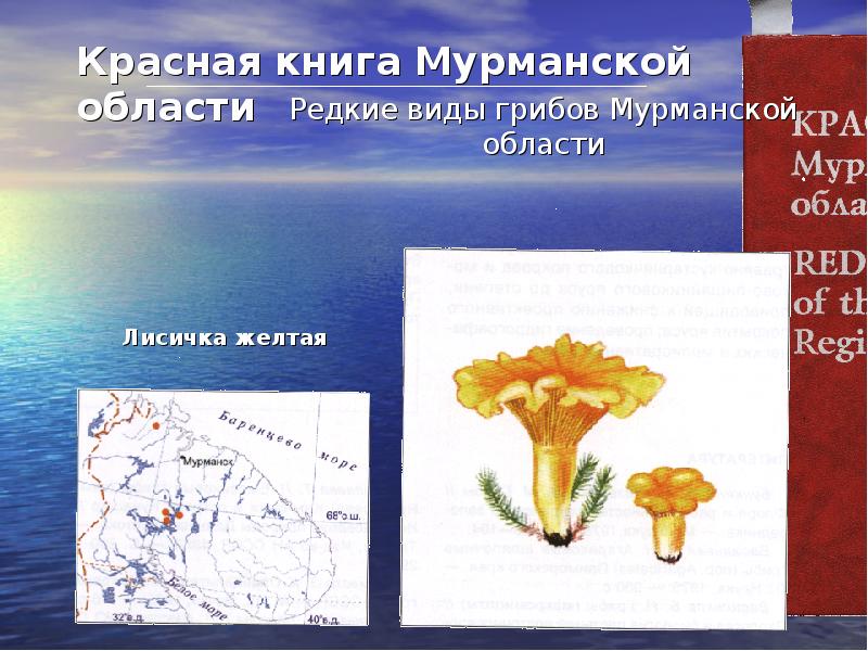 Презентация красная книга мурманской области животные и растения