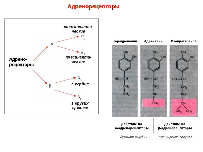 Б рецепторы. Адренорецепторы и норадреналин. Типы рецепторов адреналина. Действие адреналина на рецепторы. Рецепторы адреналина и норадреналина.