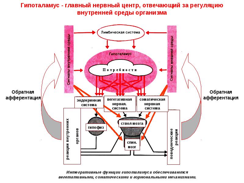 Внутренняя регуляция. Регуляция вегетативной нервной системой гипоталамусом схема. Высшие центры вегетативной регуляции. Регуляция вегетативных процессов. Поведенческая вегетативная регуляция.