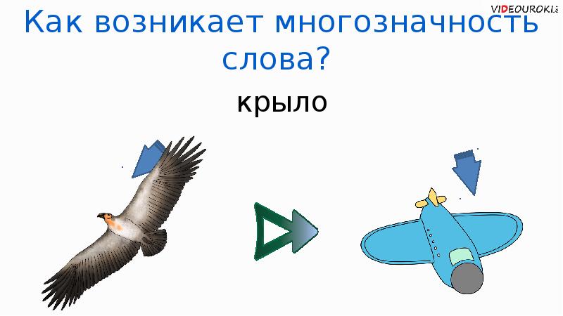 Крылья слова текста. Крыло многозначное слово. Многозначность слова крыло. Хвост многозначное слово. Многозначность слова хвост в картинках.