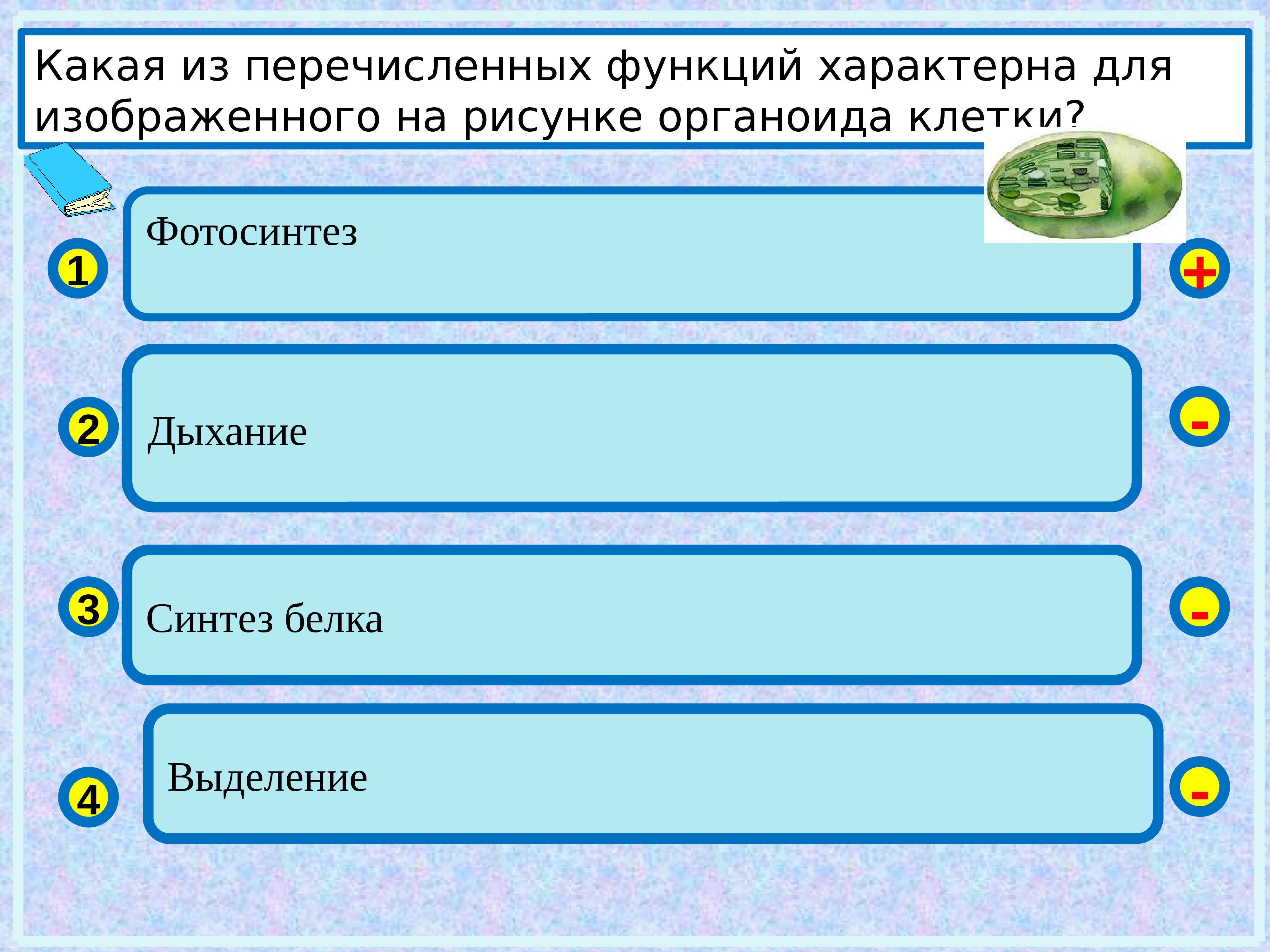 Какая функция из перечисленных характерна для изображенного на рисунке органоида в клетке питание