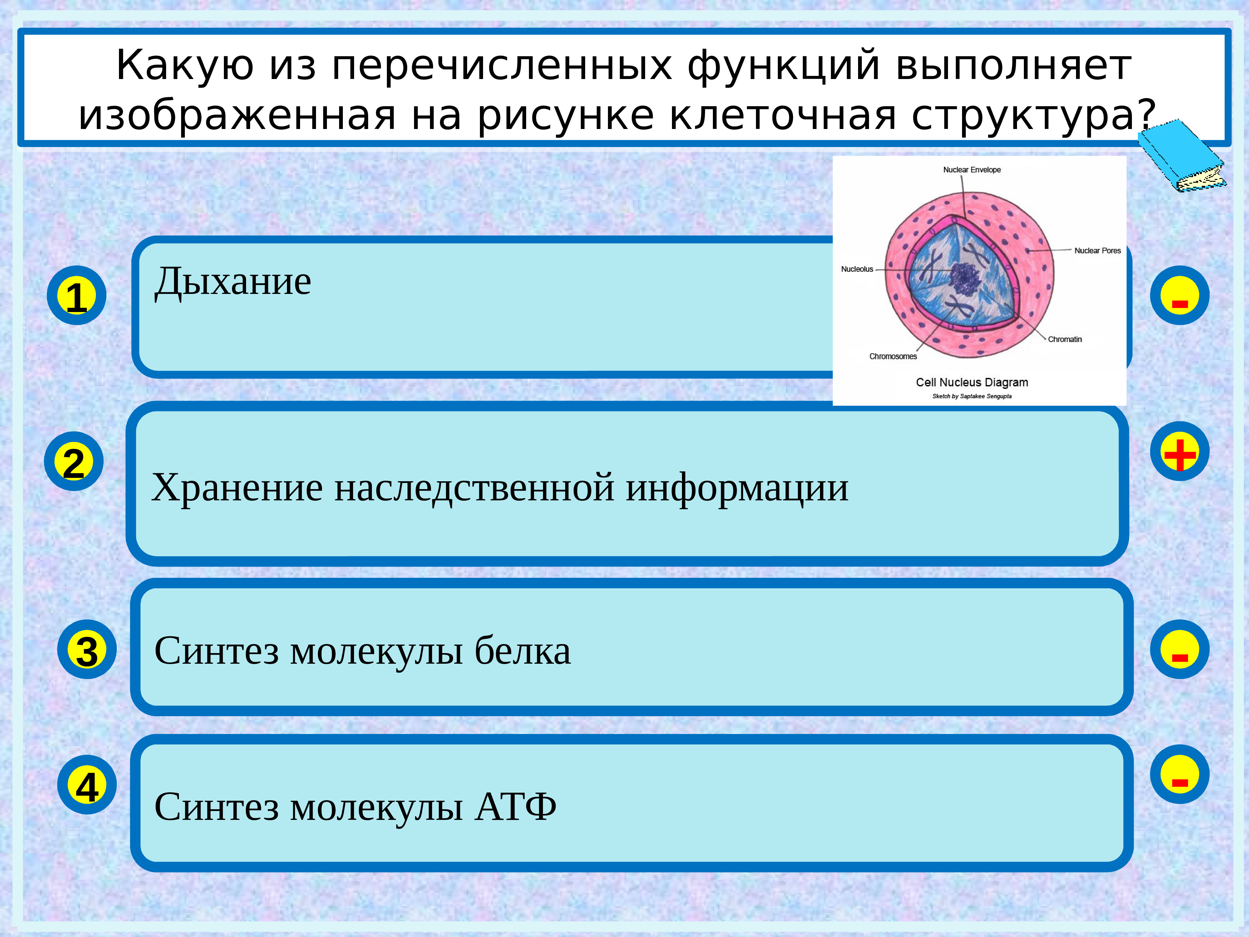 Какую функцию выполняет 3. Какую из функций выполняет изображённая клеточная структура. Какие функции выполняют изображенные на рисунке структуры. Какую функцию выполняет клеточная структура изображена на рисунке. Клеточное строение организмов подготовка к ОГЭ.