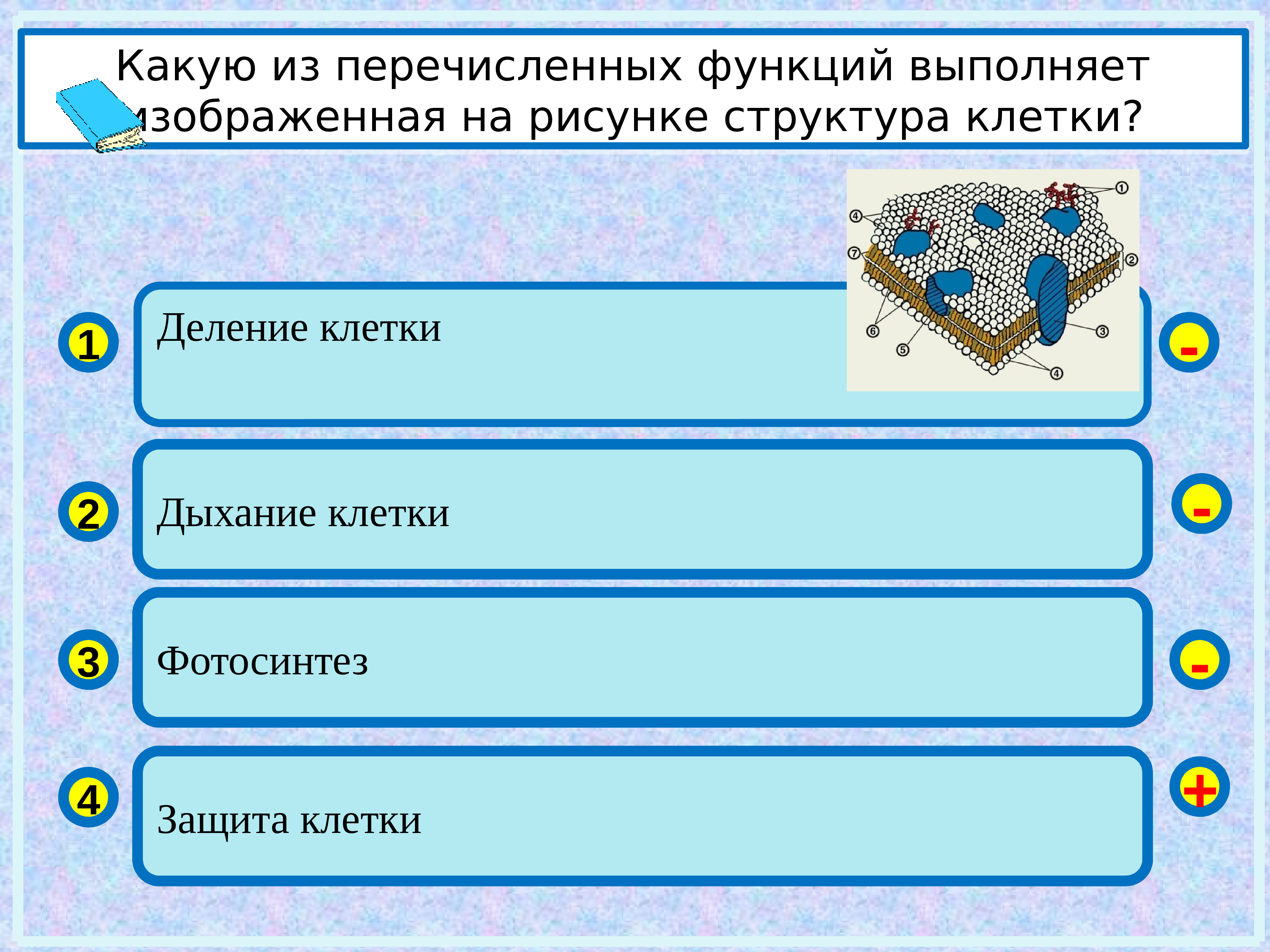 Какую из перечисленных функций. Функцию защиты выполняют клетки. Какие функции выполняет клетка. Структура клетки, выполняющая функцию деления. Какую из функций выполняет изображённая клеточная структура.