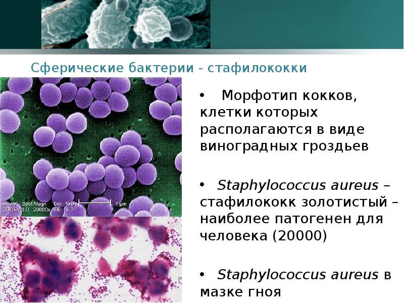 Стафилококк в организме. Виноградная гроздь грамположительные кокки стафилококки. Стафилококк ауреус морфология. Золотистый стафилококк форма бактерий. Стафилококк золотистый царство.