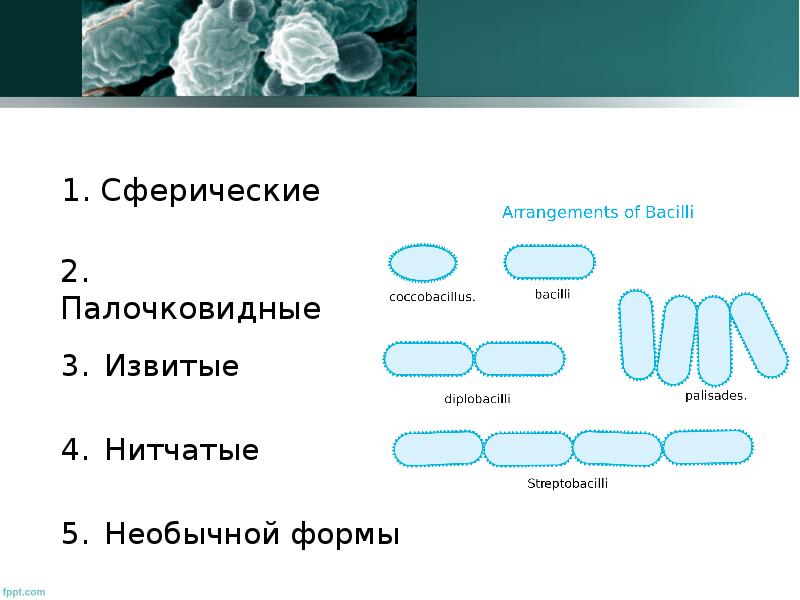 Коккобациллы что это