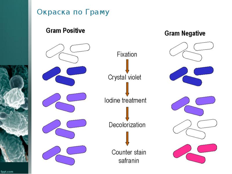 Морфология бактерий презентация - 90 фото