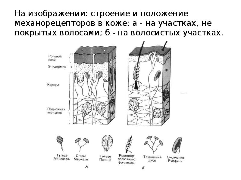 Рассмотри рисунок строения. Механизм возбуждения механорецепторов кожи схема. Механорецепторы кожи физиология. Механорецепторы строение таблица. Механорецепторы строение.