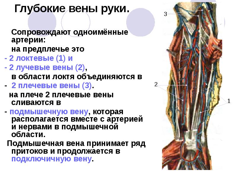 Острый венозный тромбоз подключичных вен | ГБУ РО «КДЦ «Здоровье» в г. Ростове-на-Дону