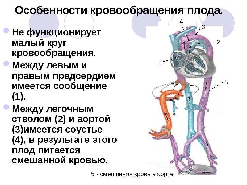 Развитие вен презентация