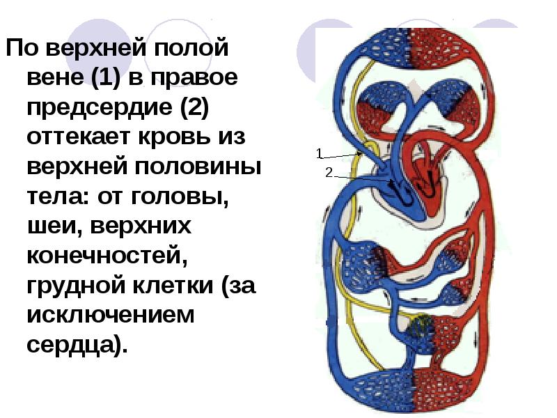 Презентация венозная система человека