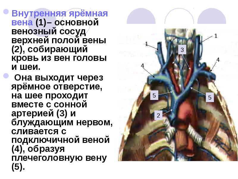 Яремные вены где находятся у человека фото