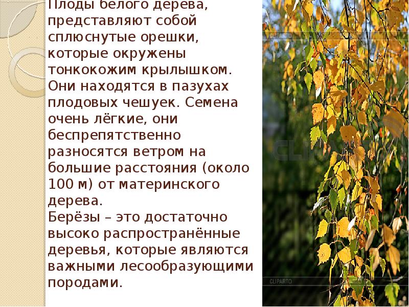 Сочинение люблю березку русскую. Сочинение люблю березку русскую