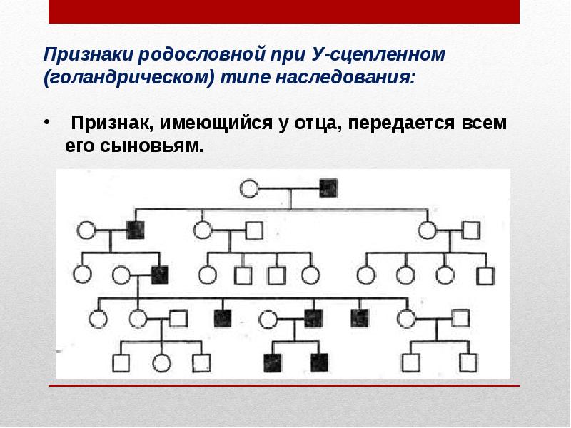 Признаки родословной. Голандрическое наследование родословная. Голандрический Тип наследования. Родословная голандрического типа наследования. Y-сцепленный Тип наследования схема.