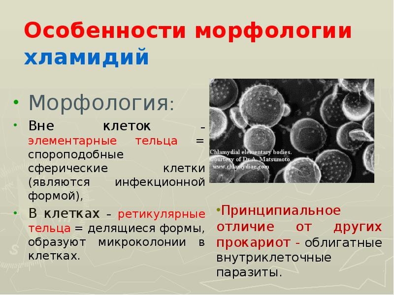 Элементарные тельца хламидий. Хламидий микробиология. Хламидии классификация. Хламидии морфология. Хламидии строение клетки.