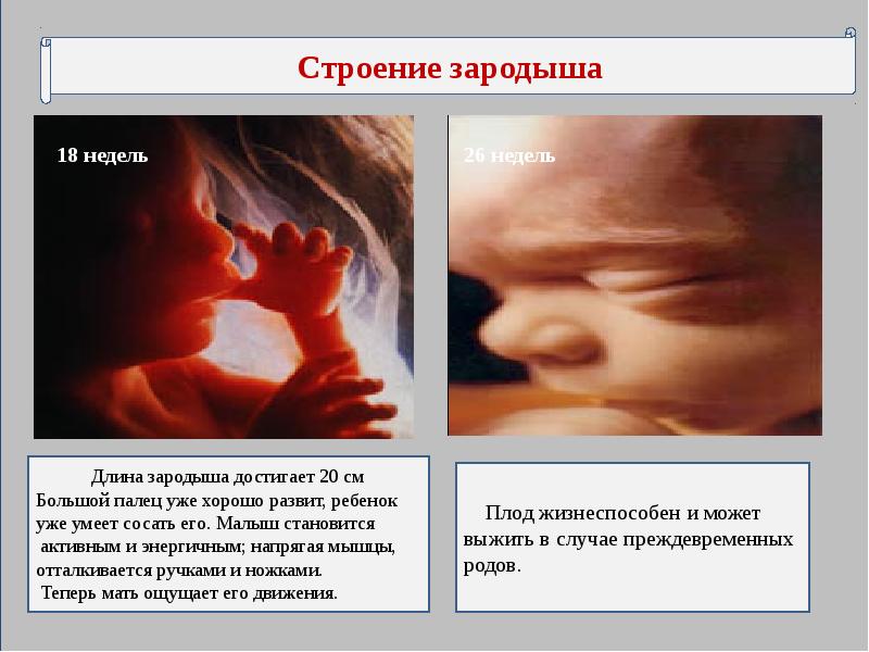 Внутриутробное развитие организма презентация