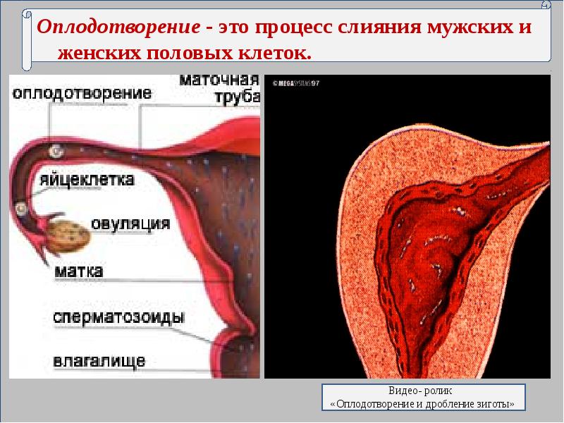 Презентация оплодотворение беременность