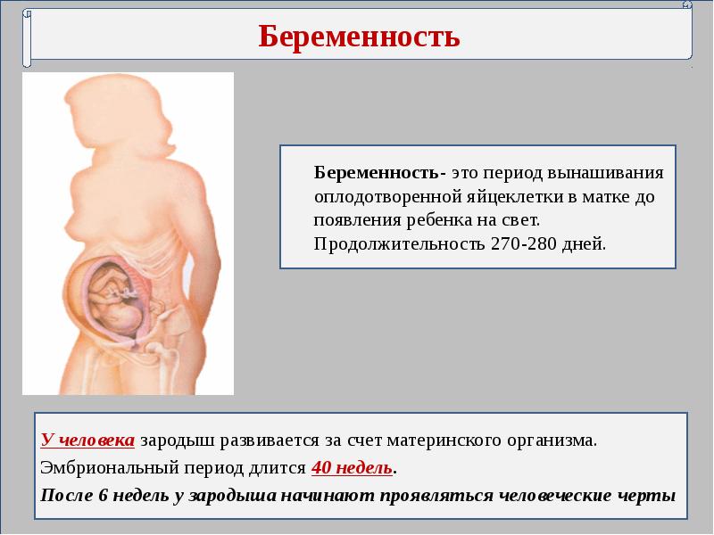 Презентация на тему внутриутробное развитие организма развитие после рождения 8 класс