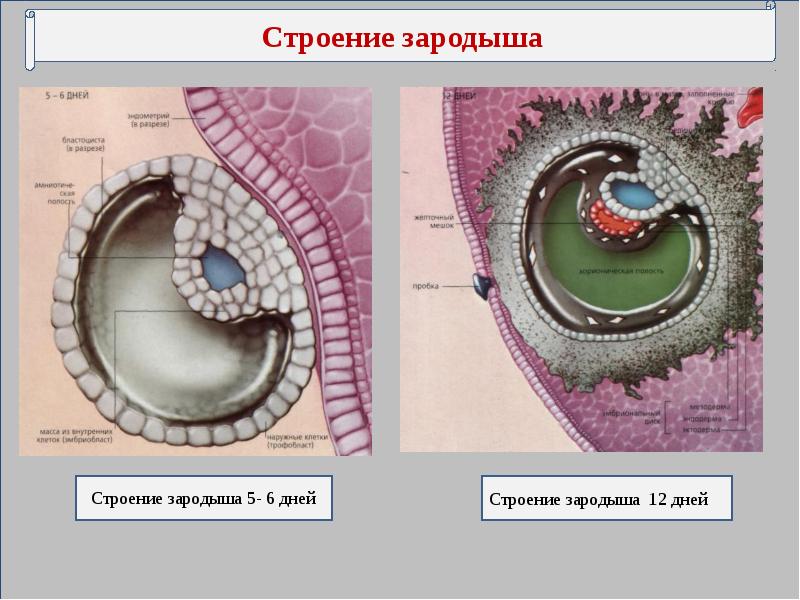 Эмбрион строение