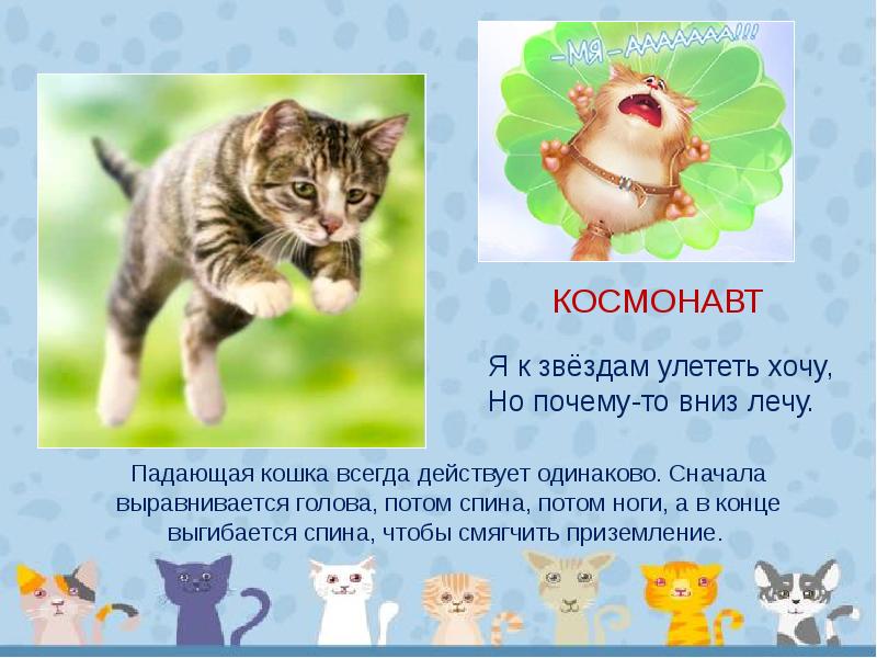 Презентация про кота 1 класс