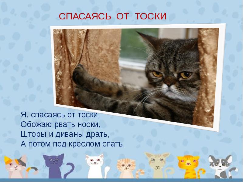 Пост про кошку. Стих про кошку. Вопросы про кошек. Статьи про кошек. Стихи о кошачьих хвостах.