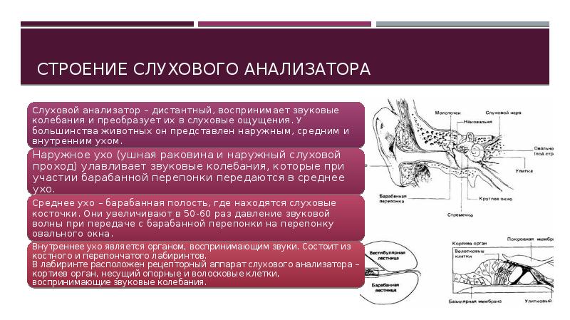 Слуховой анализатор. Строение слухового ана. Структура слухового анализатора. Строение слухового анализатора КРС. Строение строение слухового анализатора.