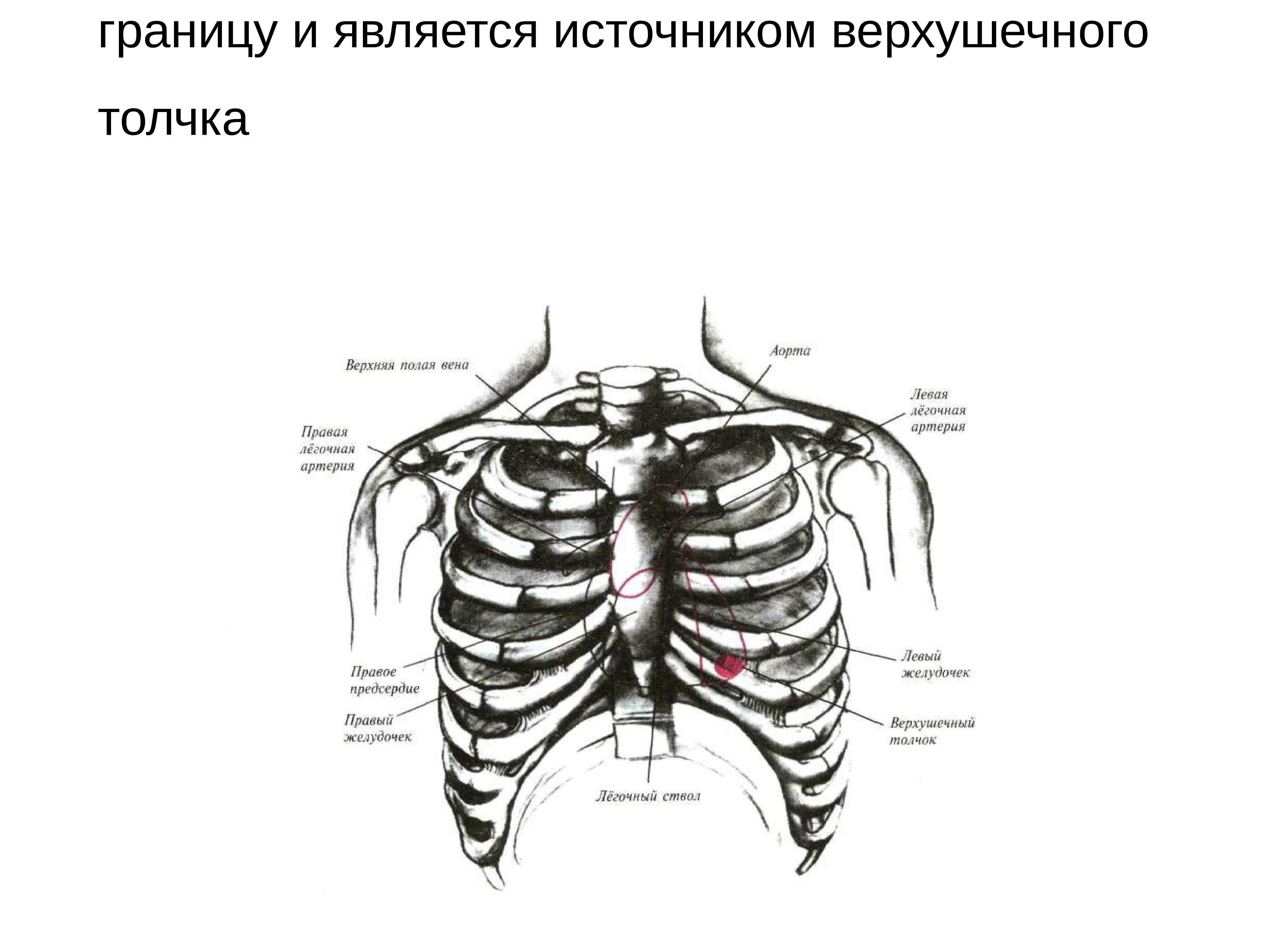 Верхушечный толчок границы. Верхушечный толчок в 6 межреберье. Границы сердца верхушечный толчок. Расположение верхушечного толчка. Верхушечный толчок сердца пальпируется.