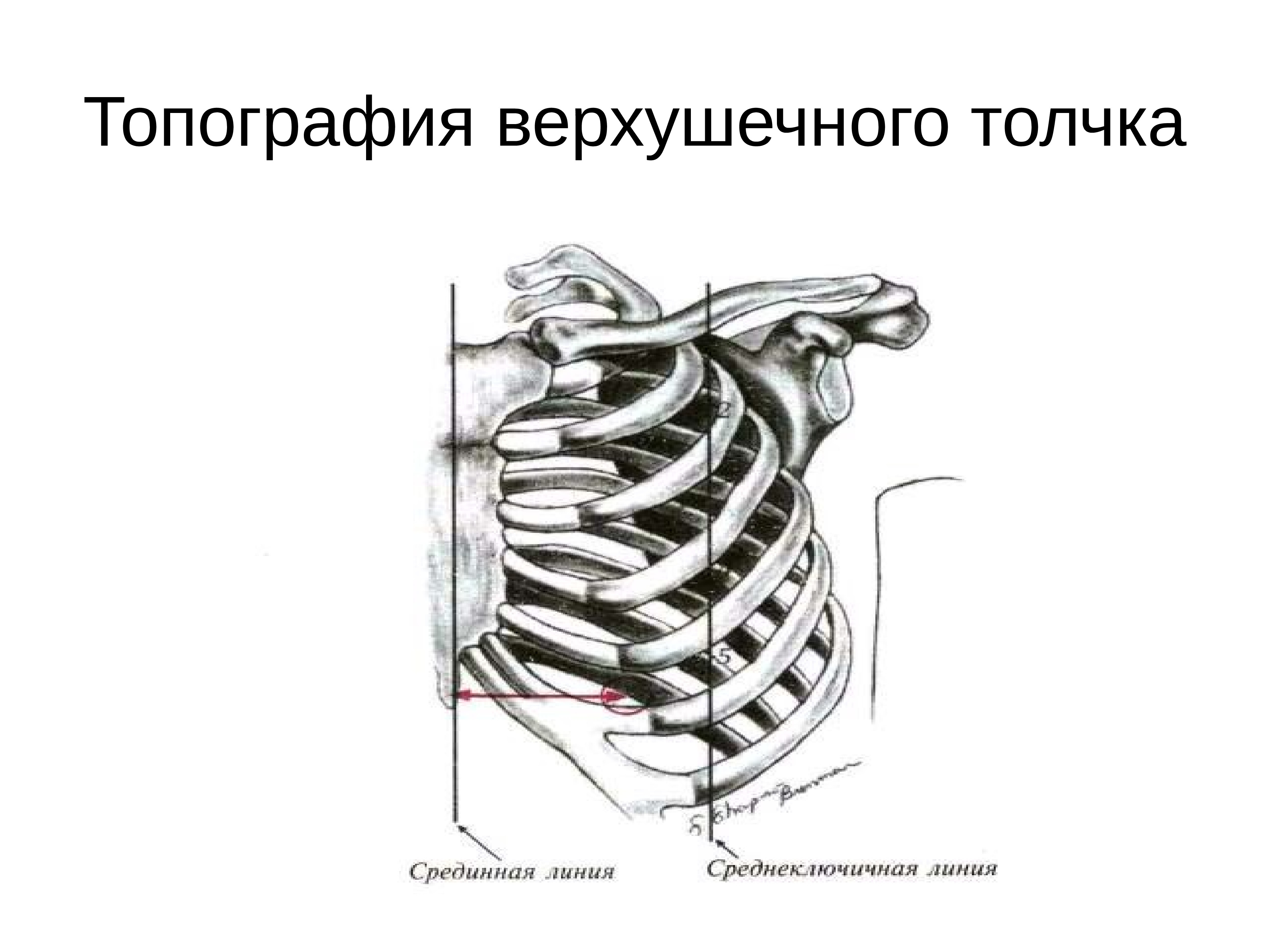 Пальпация сердца презентация