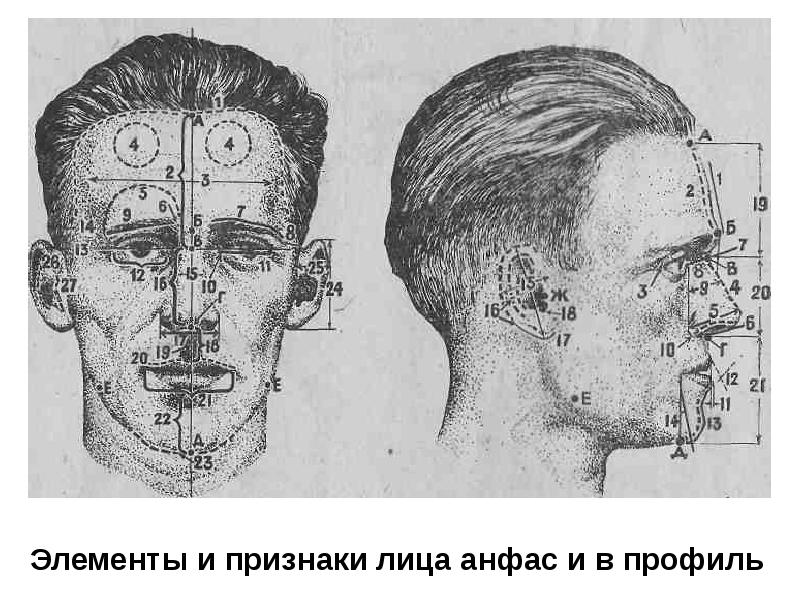 Криминалистическая габитоскопия презентация