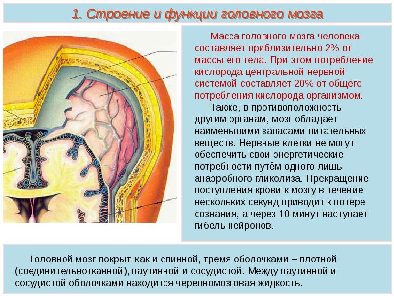 Оболочки головного мозга анатомия презентация