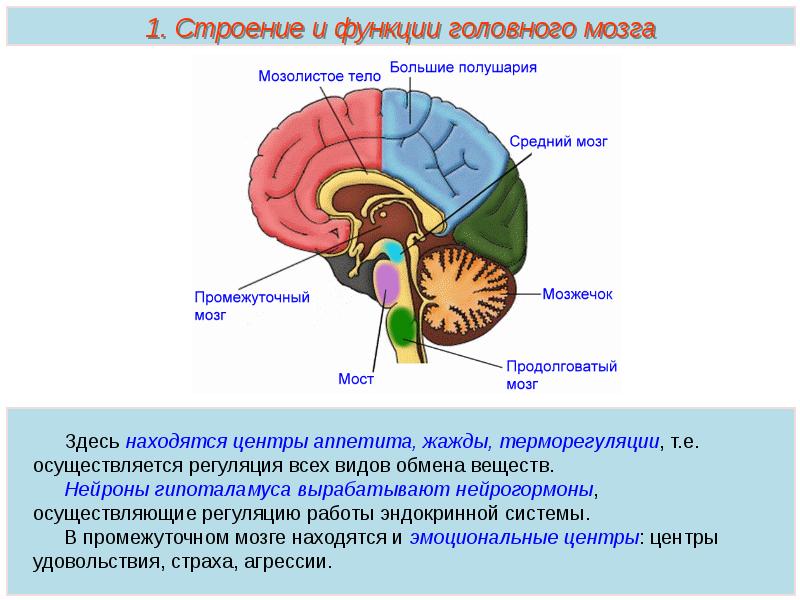 Пименов эндокринная система презентация