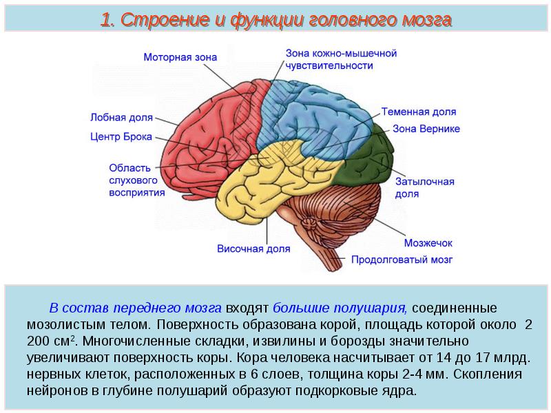 Структура головного мозга рисунок 8 класс