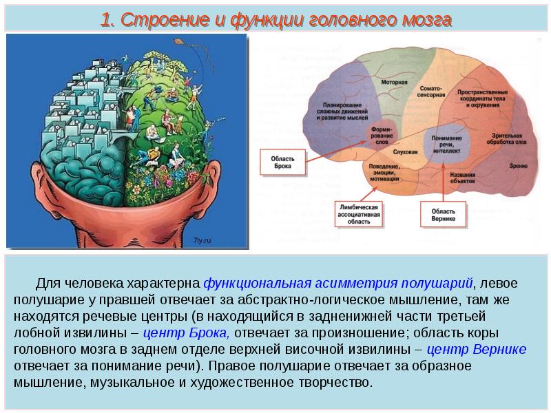 Что находится в полушариях мозга