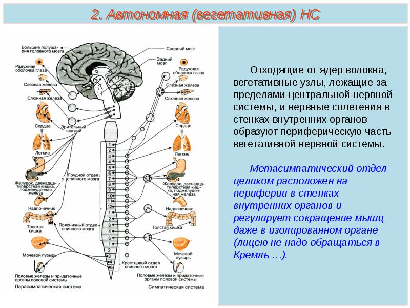 Автономная н с. Вегетативная НС анатомия. Вегетативная иннервация органов головы. Схема вегетативной иннервации внутренних органов. Вегетативная иннервация внутренних органов.