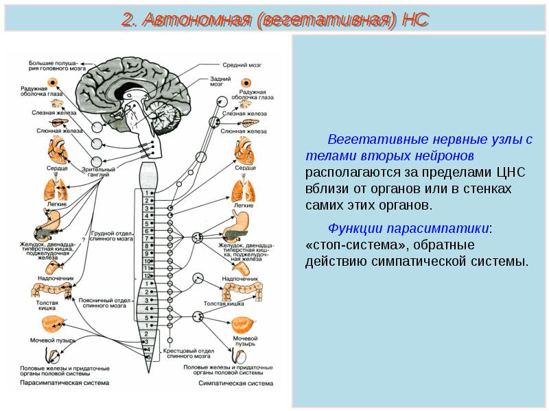 Автономная н с. Узлы парасимпатической нервной системы. Ганглии парасимпатической нервной системы. Нервные узлы парасимпатической системы располагаются. Вегетативная нервная система спинной мозг сегменты.