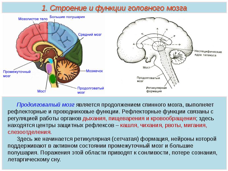 Презентация по теме продолговатый мозг