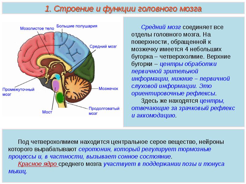 Центр поддержания равновесия в каком отделе мозга. Функции отделов головного мозга анатомия. Функции основных отделов головного мозга. Головной мозг его структура и функции. Функции отделов головного мозга рисунок.
