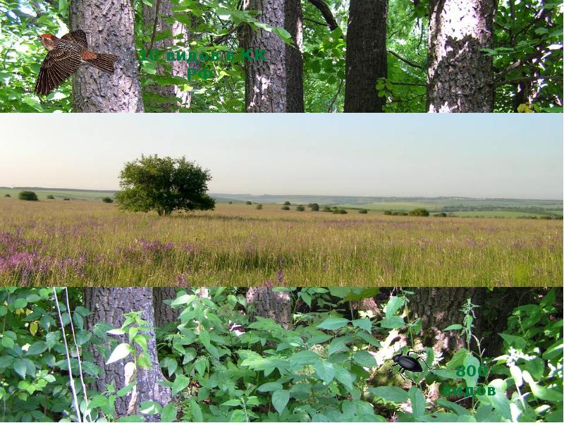 мотоцикл honda vfr 800. высшие семенные растения. хонда в vfr 800 интерцептор. 800 видов. 800 видов.