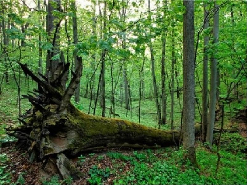 Презентация лес на ворскле