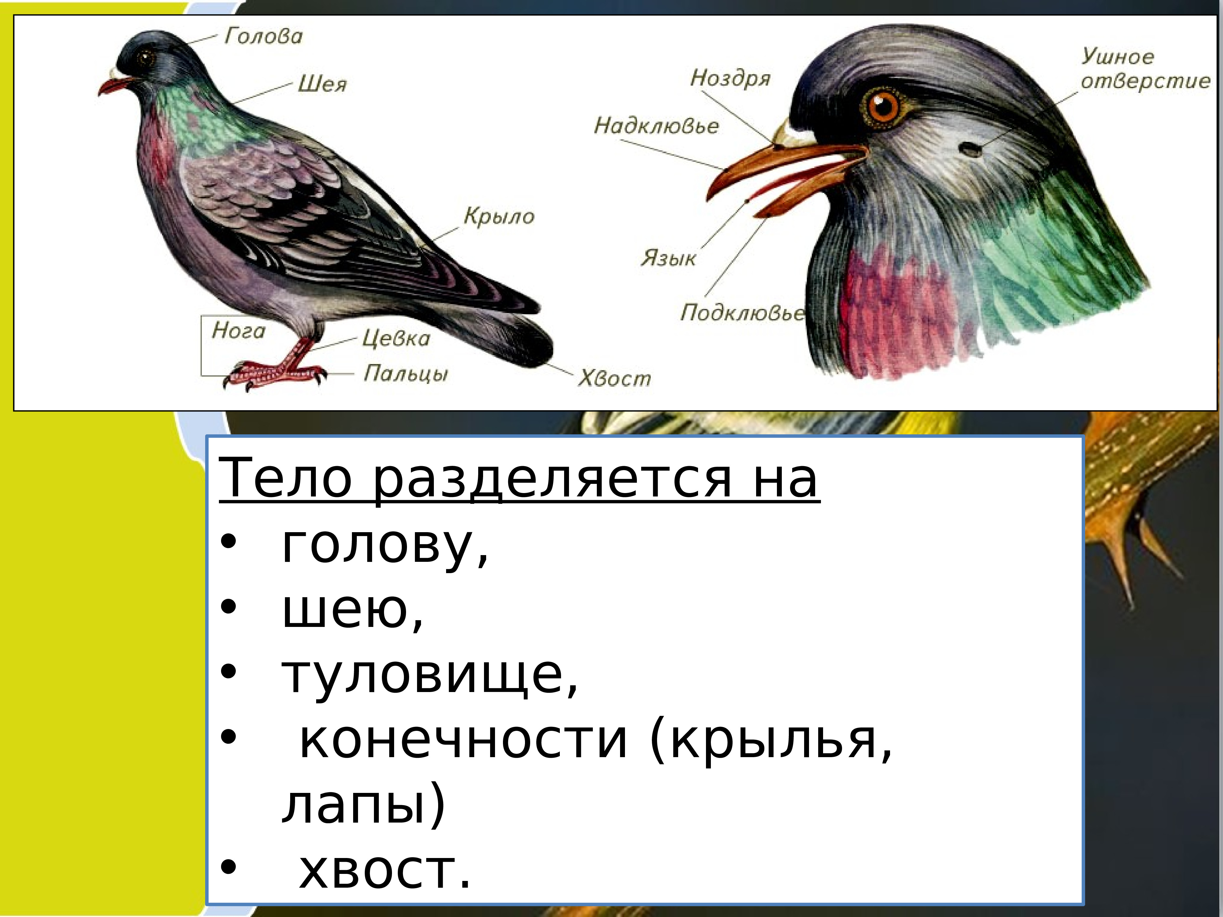 Класс птицы картинка