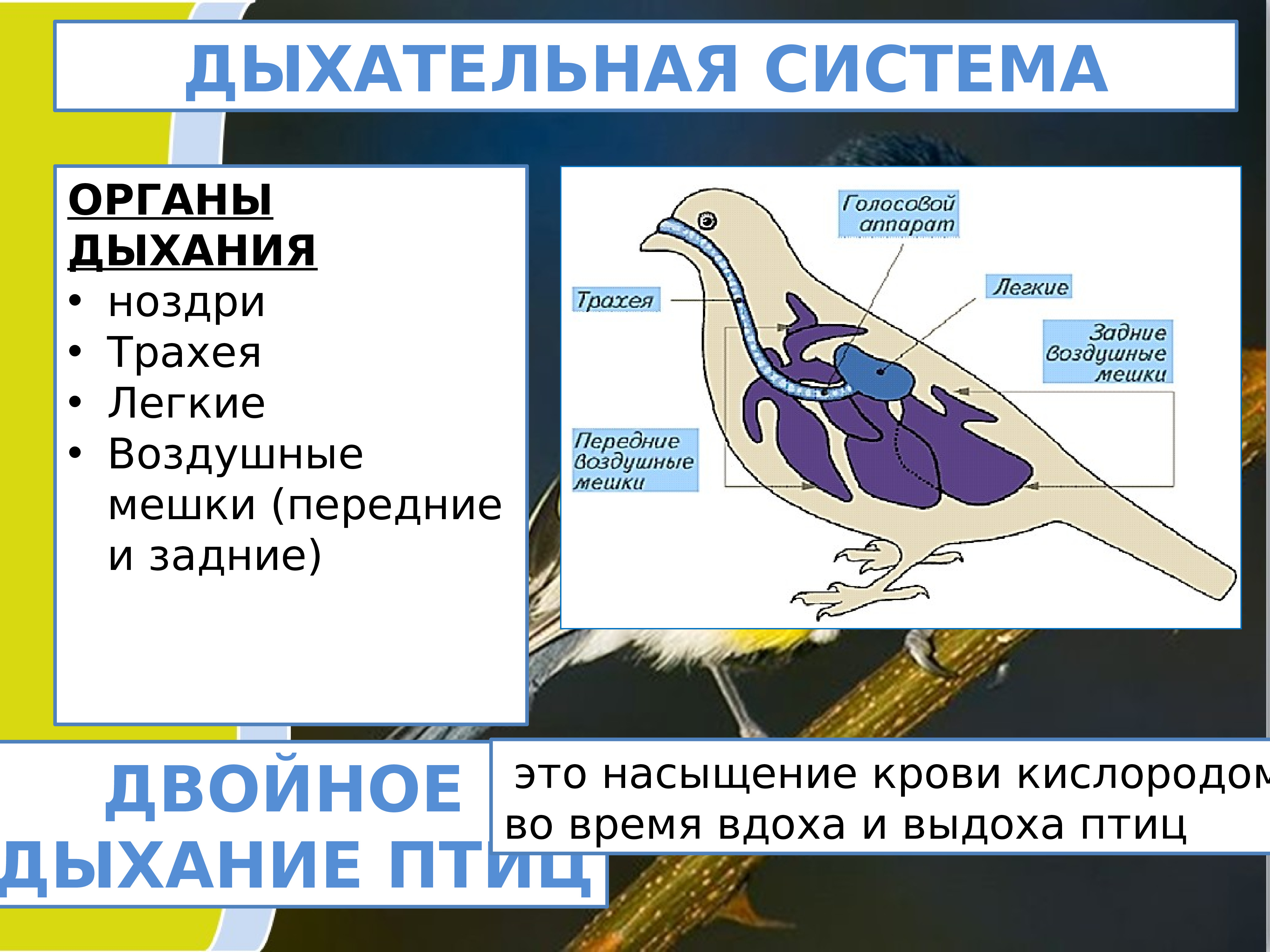 Особенности строения птиц леса. Дыхательная система птиц. Двойное дыхание у птиц. Схема двойного дыхания у птиц. Двойное дыхание у птиц осуществляется.