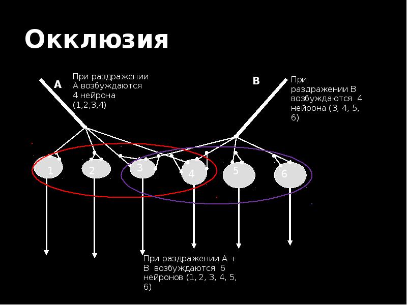 Окклюзия окружения. Принцип окклюзии. Механизм окклюзии физиология. Окклюзия нейронов. Окклюзия ЦНС.