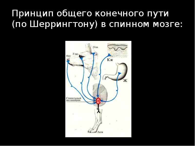 Принцип общего конечного пути. Принцип общего конечного пути в ЦНС. Принцип общего конечного пути (Шеррингтон). Общий конечный путь (ч. Шеррингтон. Воронка Шеррингтона схема.