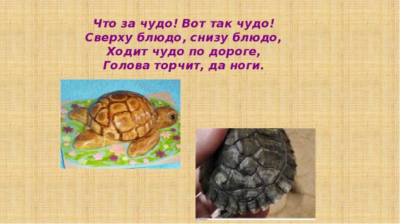 Что за чудо! Вот так чудо! Сверху блюдо, снизу блюдо, Ходит Что за чудо! Вот так чудо! Сверху блюдо, снизу блюдо, Ходит