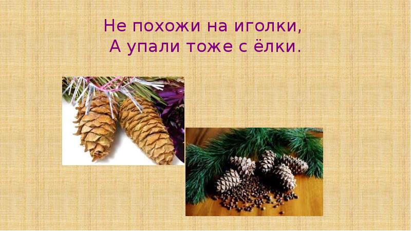 Не похожи на иголки, А упали тоже с ёлки. Не похожи на иголки, А упали тоже с ёлки.