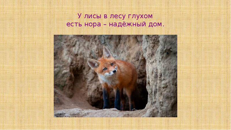 У лисы в лесу глухом есть нора – надёжный дом. У лисы в лесу глухом есть нора – надёжный дом.