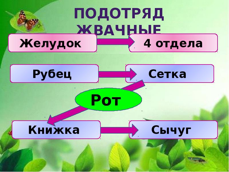 Парнокопытные классификация схема